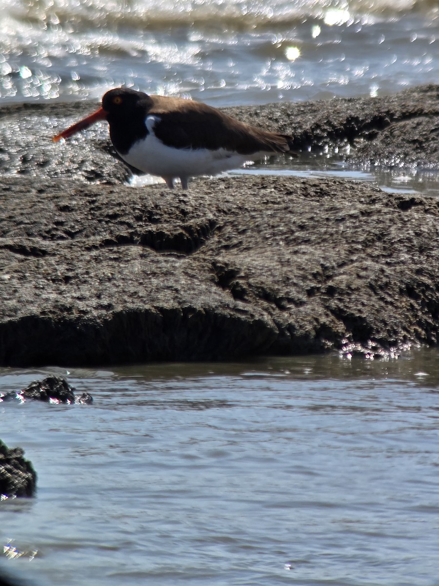 American Oystercatcher - ML636965179