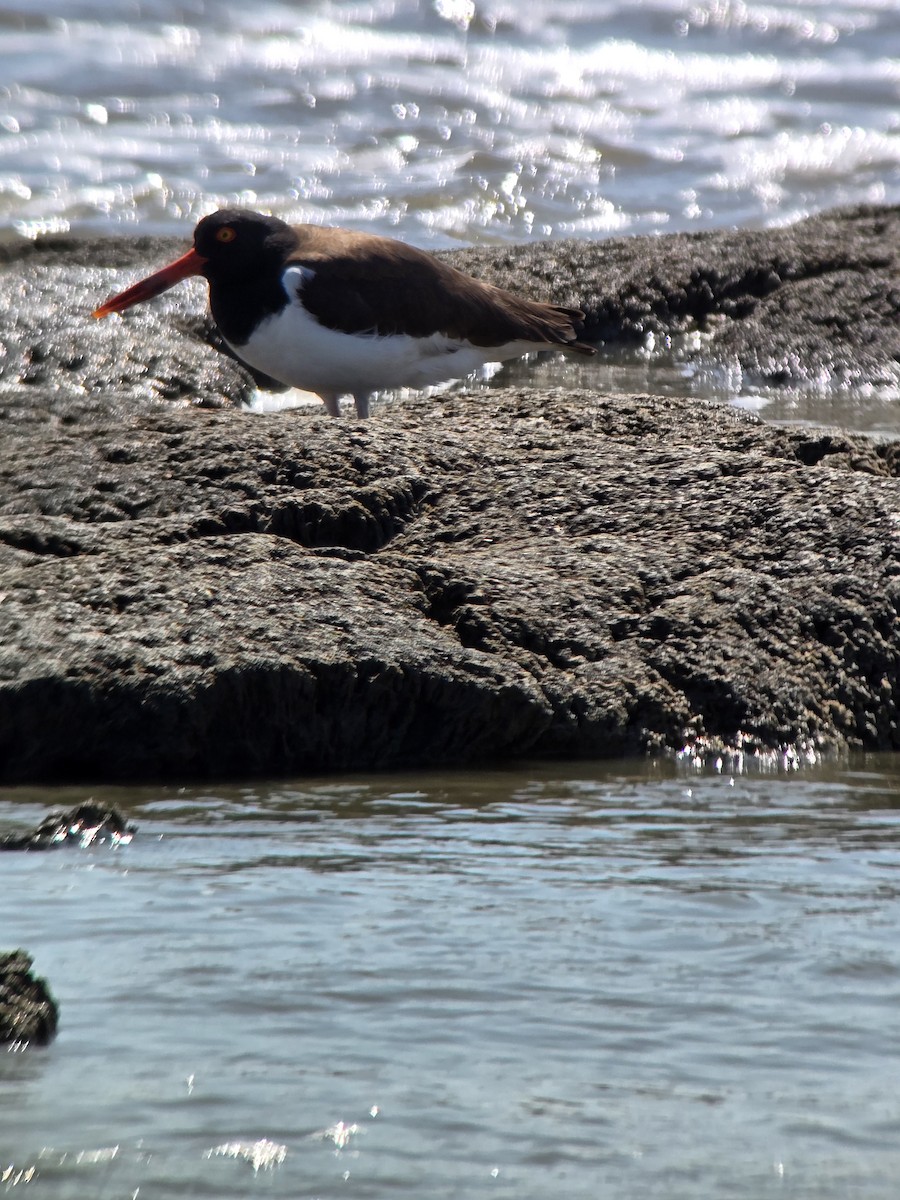 American Oystercatcher - ML636965180