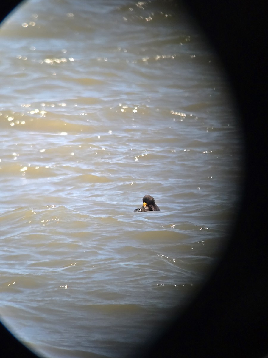 Black Scoter - ML636965192