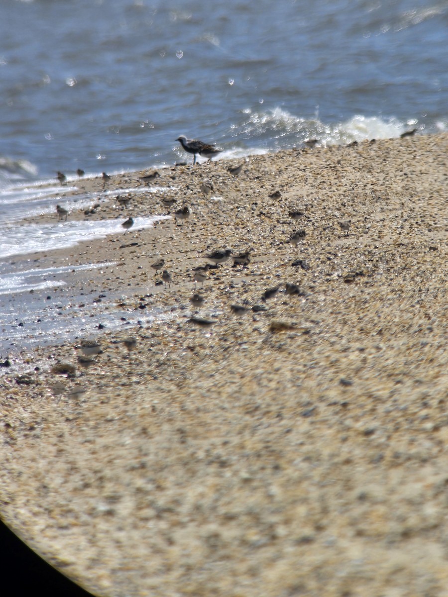 Black-bellied Plover - ML636965198