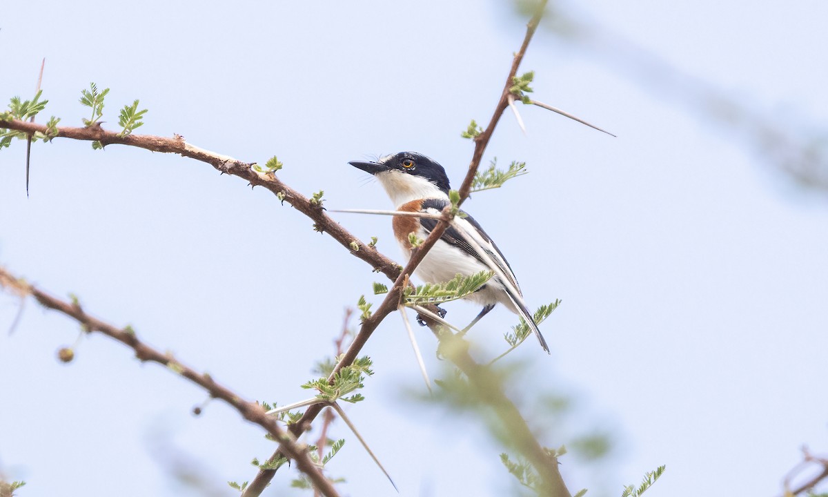 Pygmy Batis - ML636965373