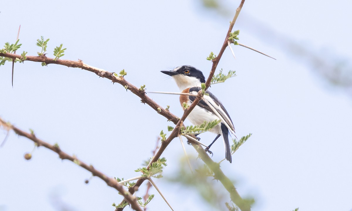 Pygmy Batis - ML636965374
