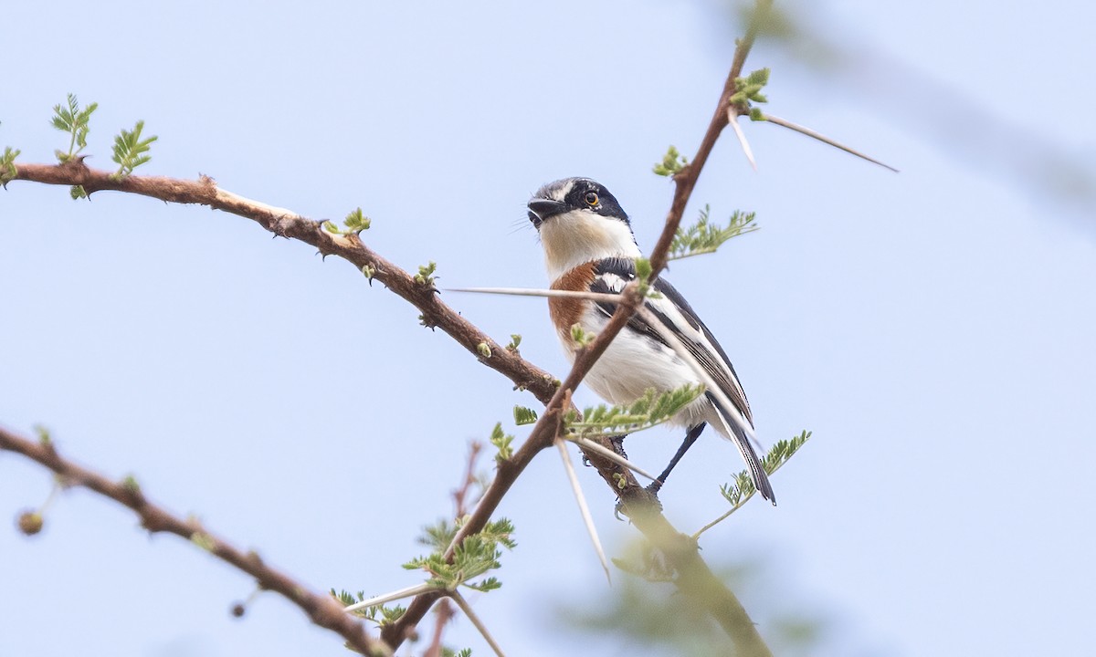 Pygmy Batis - ML636965375