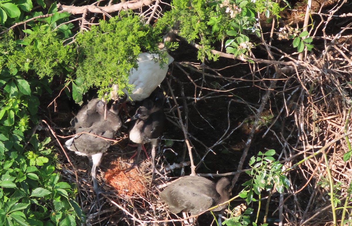 White Ibis - ML636965462