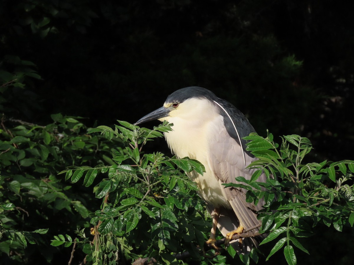 Black-crowned Night Heron - ML636965478