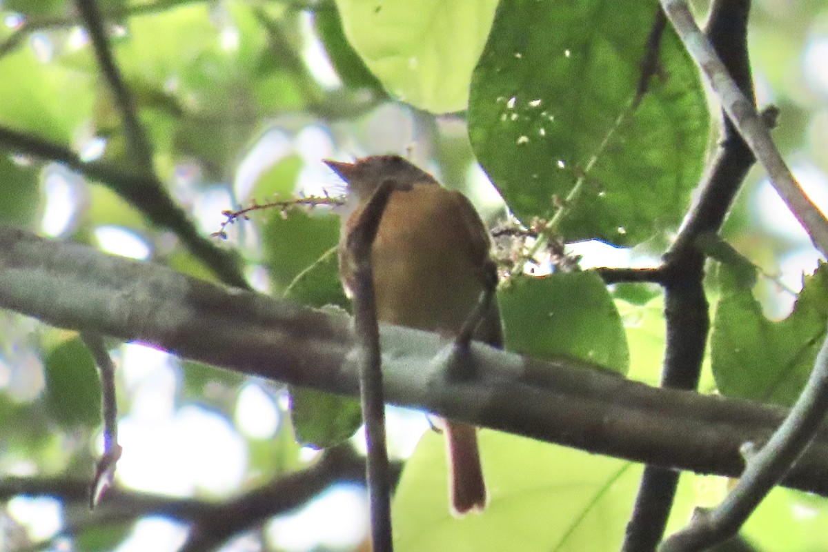 Ruddy-tailed Flycatcher - ML636965636