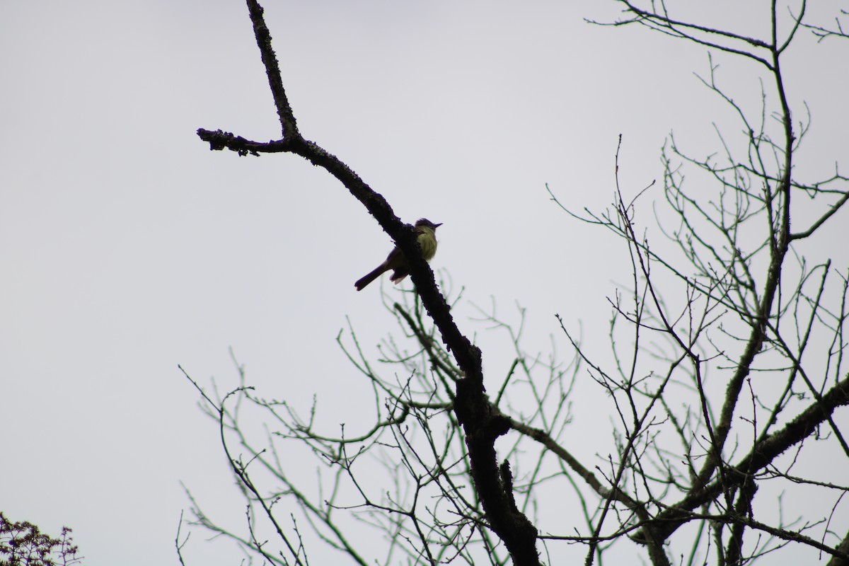 Great Crested Flycatcher - ML636965659