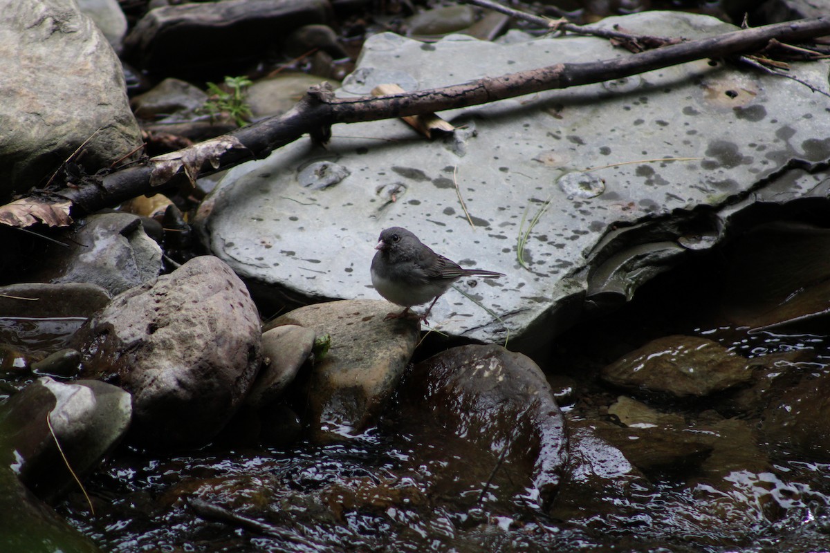 Dark-eyed Junco - ML636965685