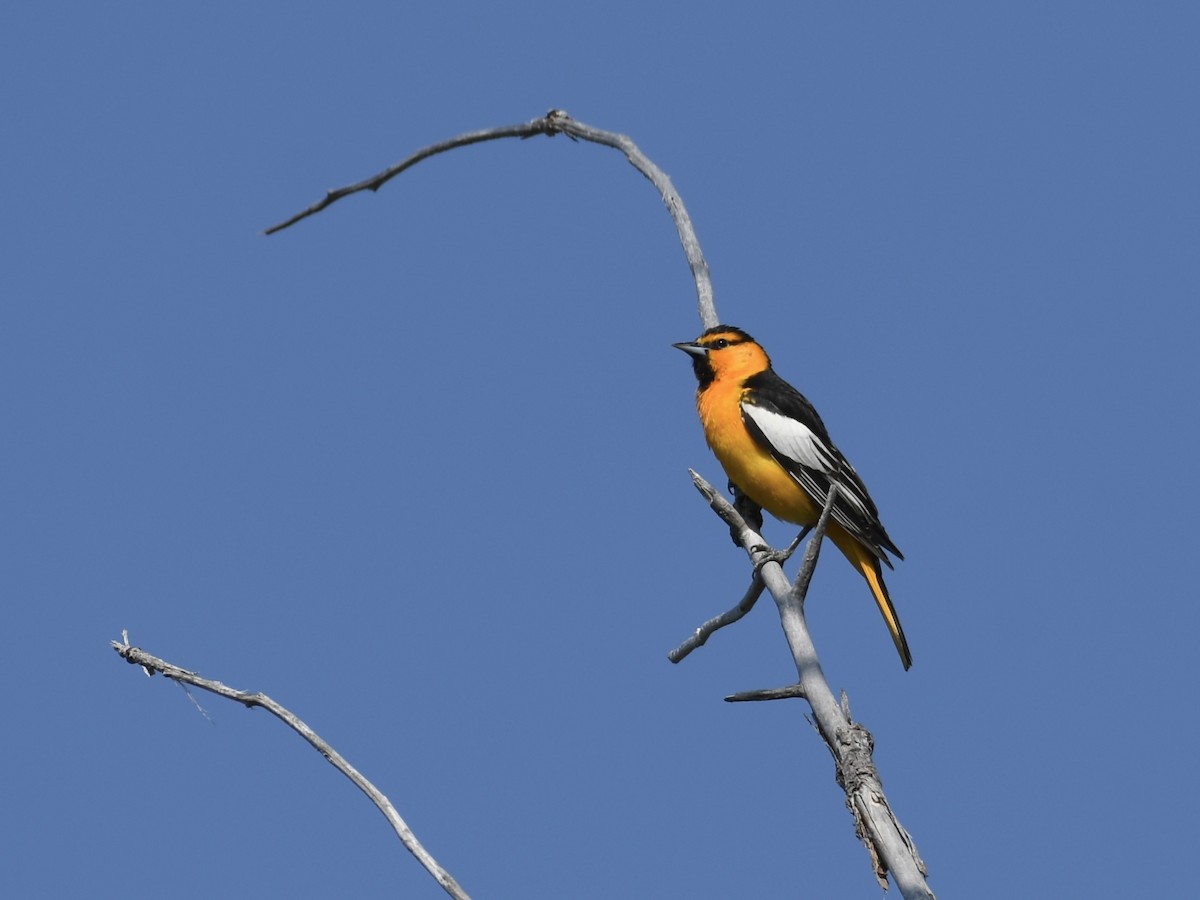 Bullock's Oriole - ML636965694