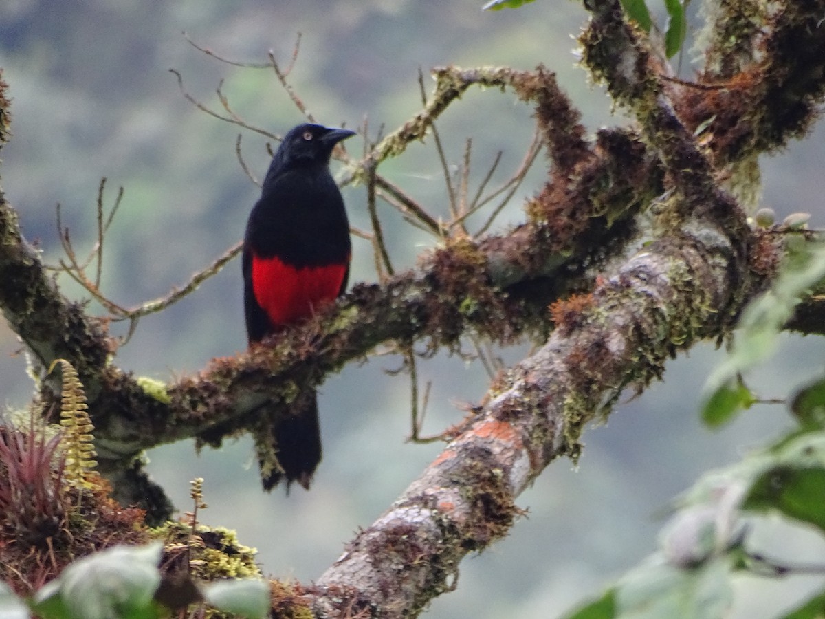Red-bellied Grackle - ML636965753