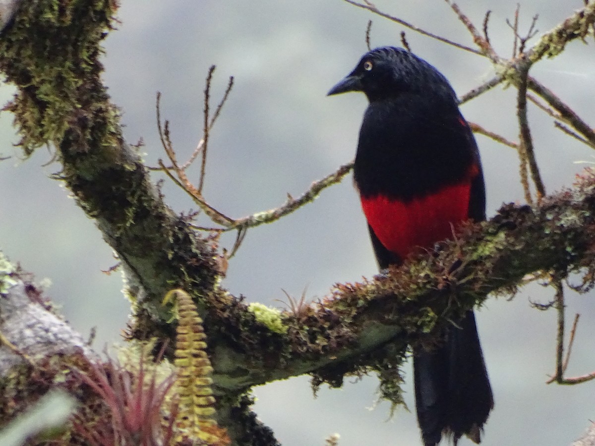 Red-bellied Grackle - ML636965767