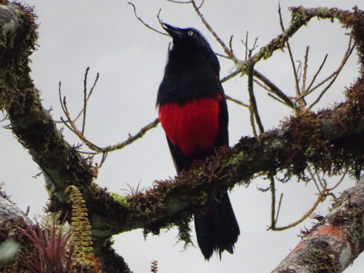 Red-bellied Grackle - ML636965768