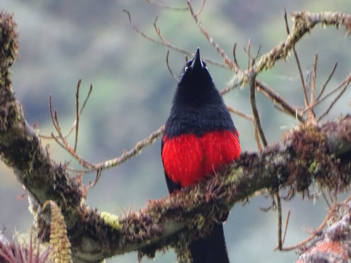 Red-bellied Grackle - ML636965769