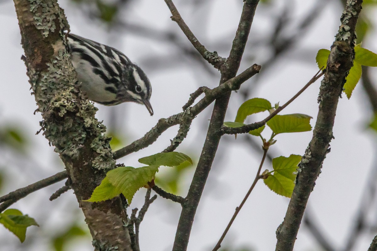 Black-and-white Warbler - ML636965794