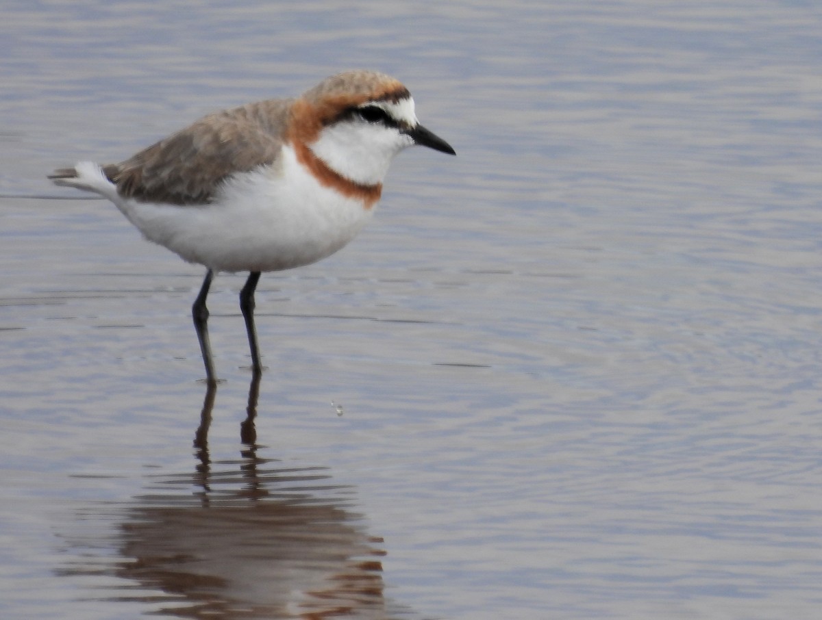 Chestnut-banded Plover - ML636965815