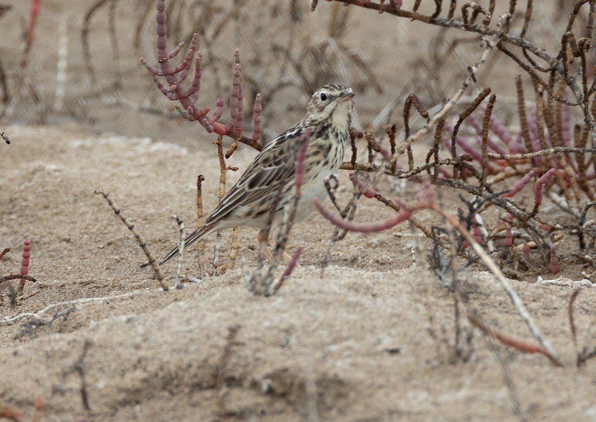 Peruvian Pipit - ML636965826