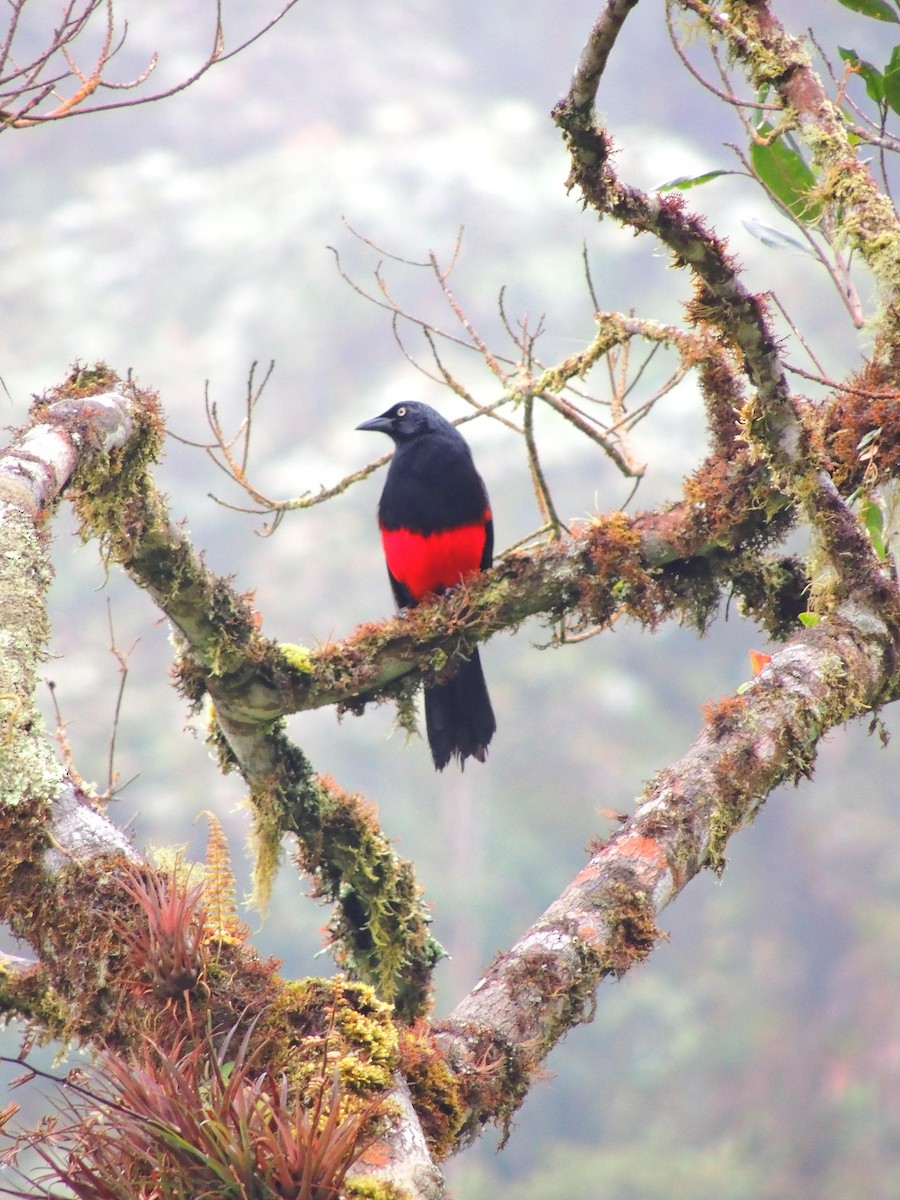 Red-bellied Grackle - ML636965919