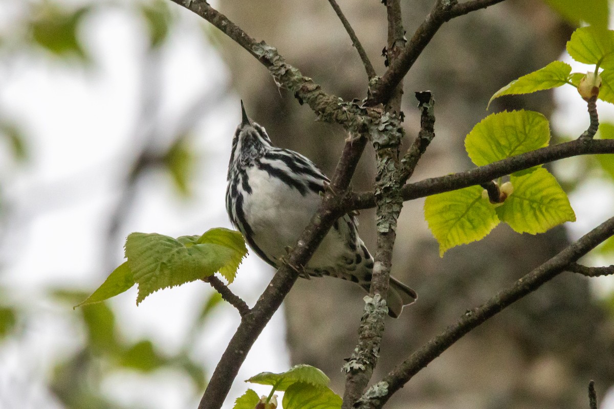 Black-and-white Warbler - ML636965959