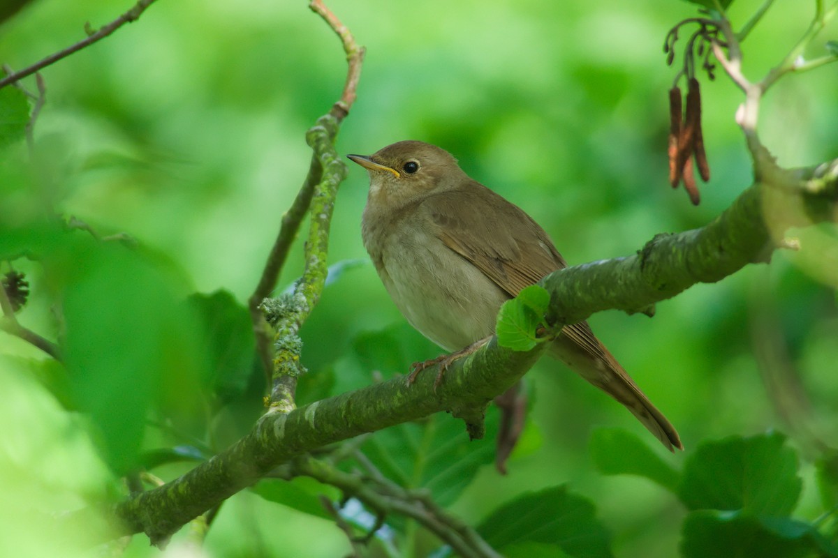 Thrush Nightingale - ML636965991