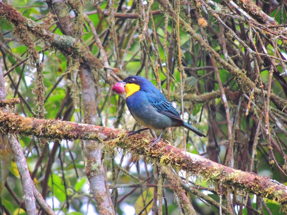 Purplish-mantled Tanager - ML636966007