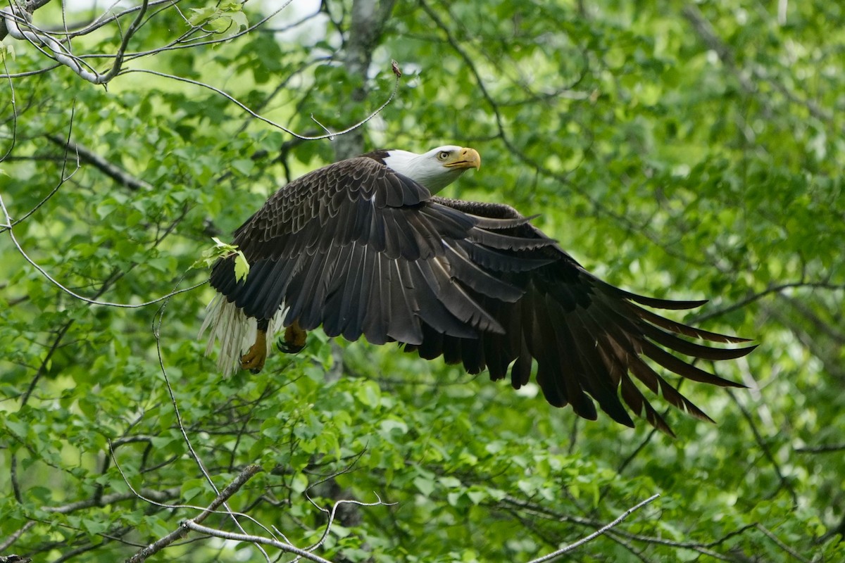 Bald Eagle - ML636966018