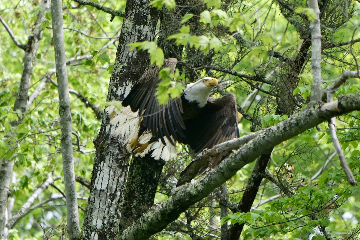 Bald Eagle - ML636966019