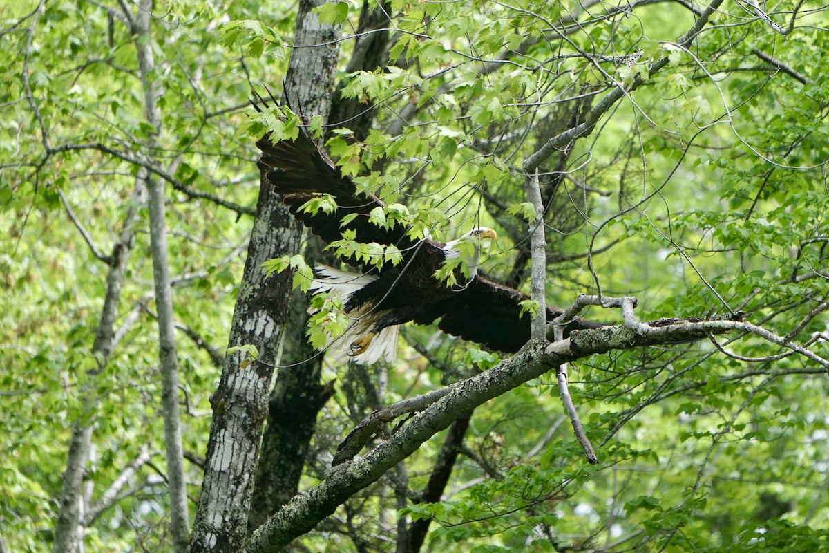 Bald Eagle - ML636966020