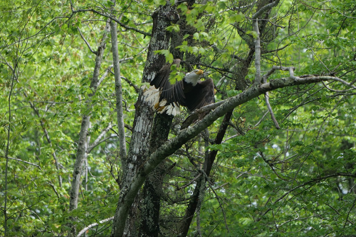 Bald Eagle - ML636966021