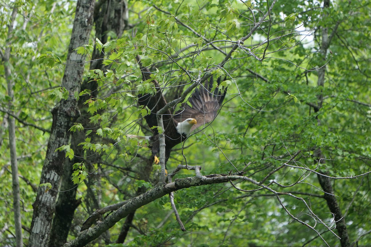 Bald Eagle - ML636966022