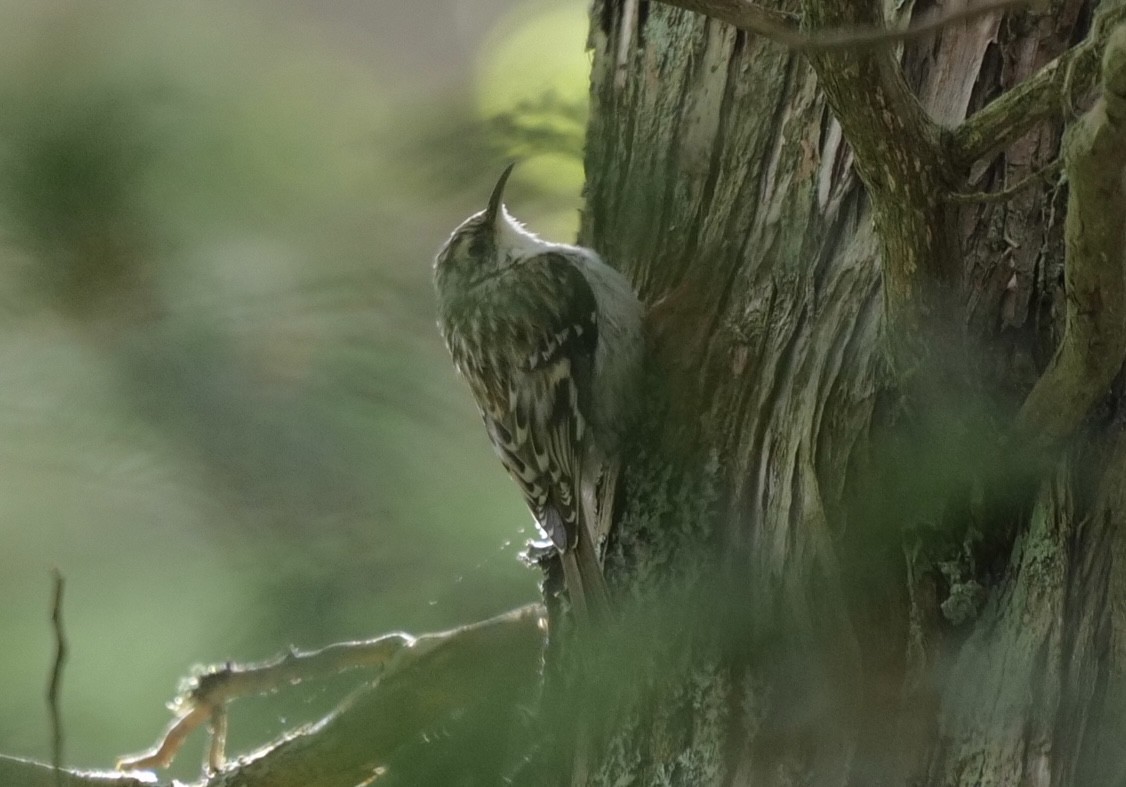 Brown Creeper - ML636966096