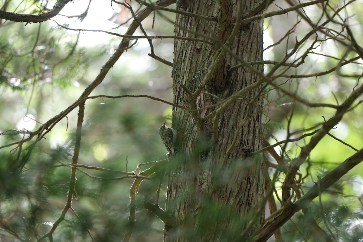 Brown Creeper - ML636966097