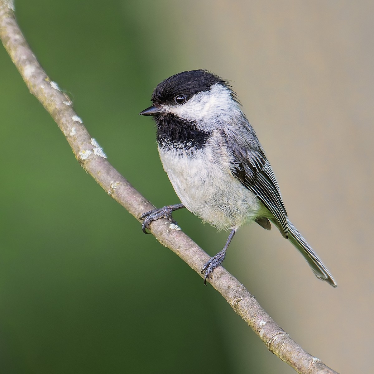 Black-capped Chickadee - ML636966113