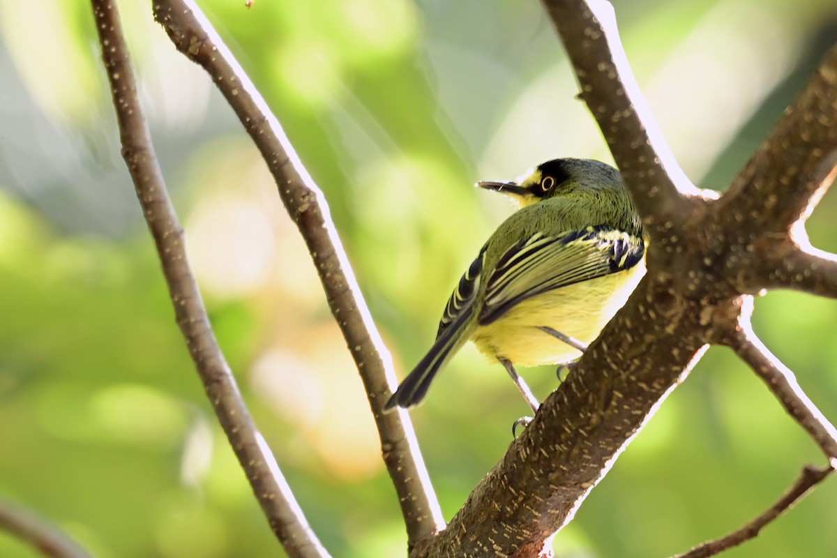 Gray-headed Tody-Flycatcher - ML636966161