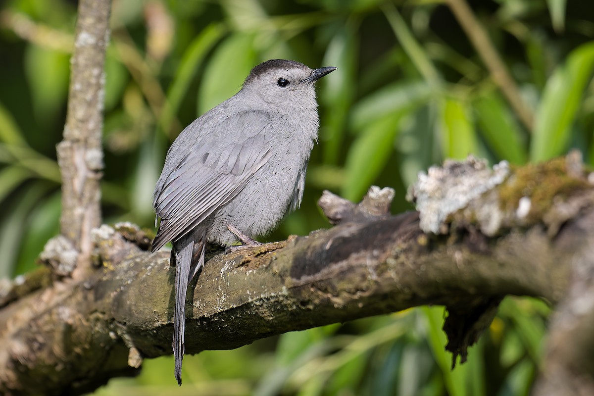 Gray Catbird - ML636966173