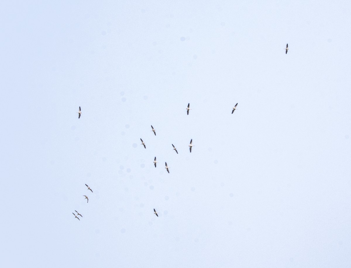 American White Pelican - ML636966189