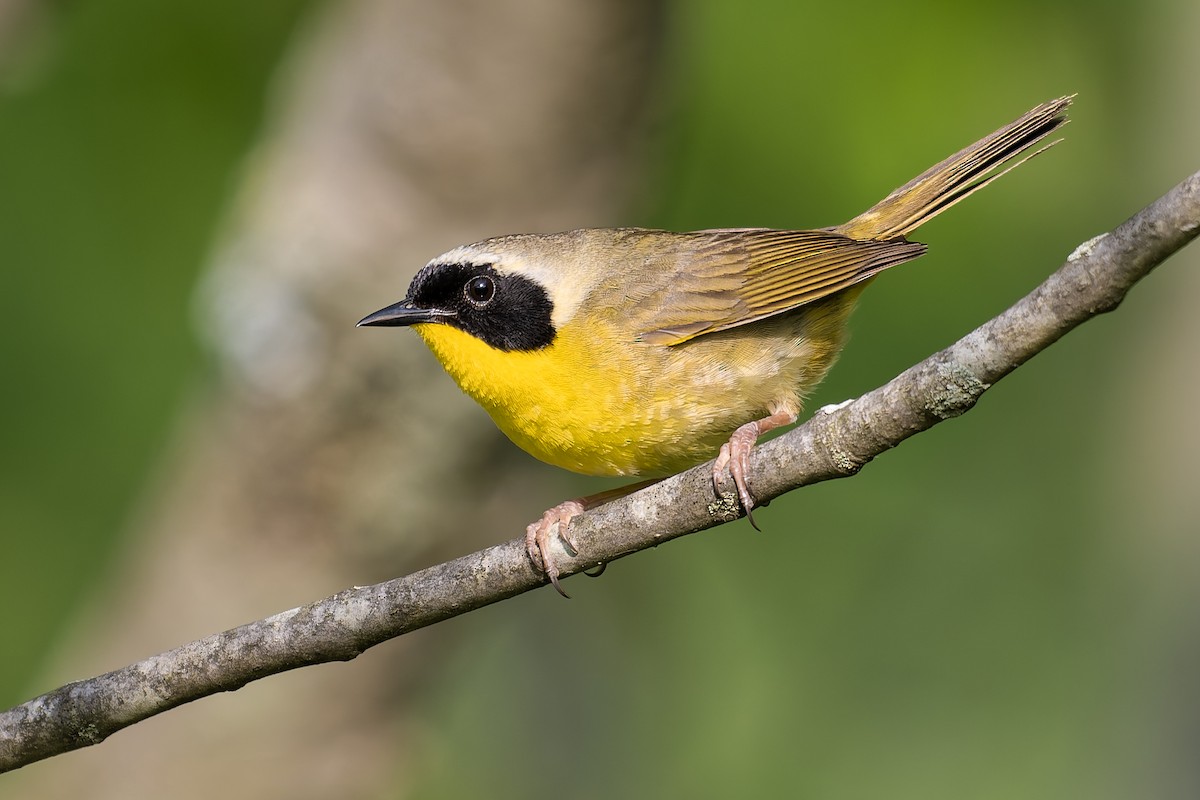 Common Yellowthroat - ML636966202