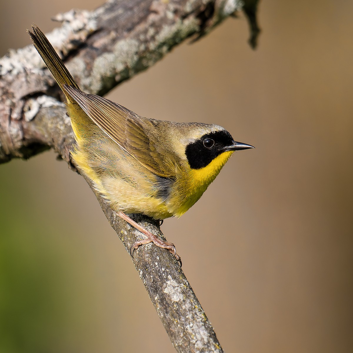 Common Yellowthroat - ML636966203