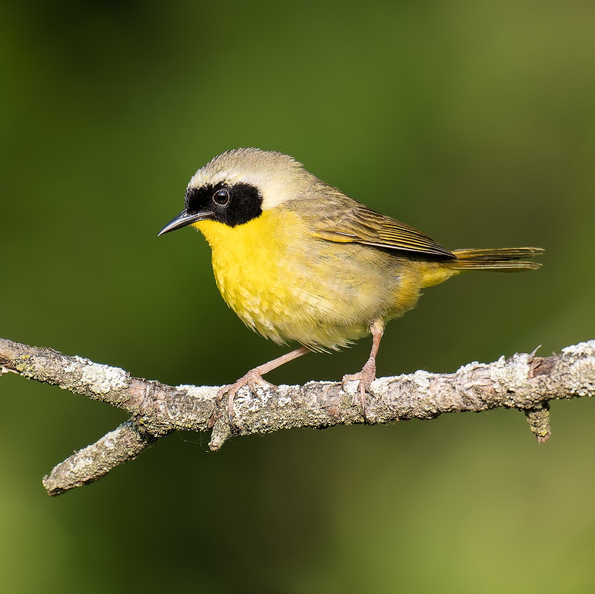 Common Yellowthroat - ML636966204