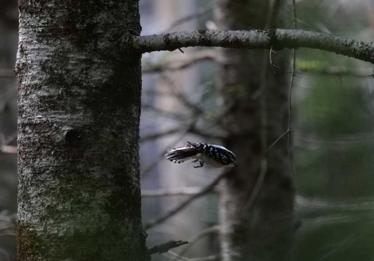 Downy Woodpecker - ML636966245