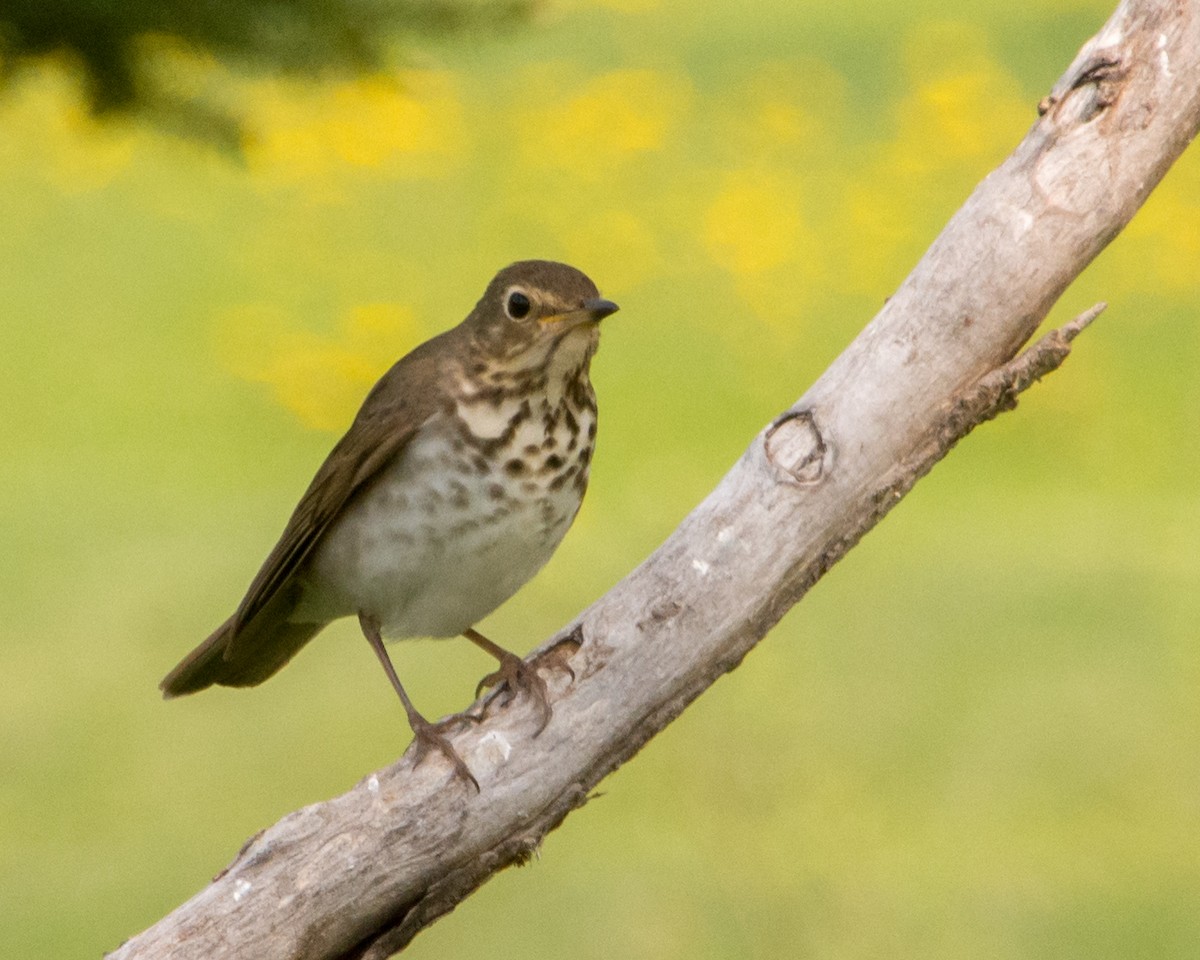 Swainson's Thrush - ML636966254