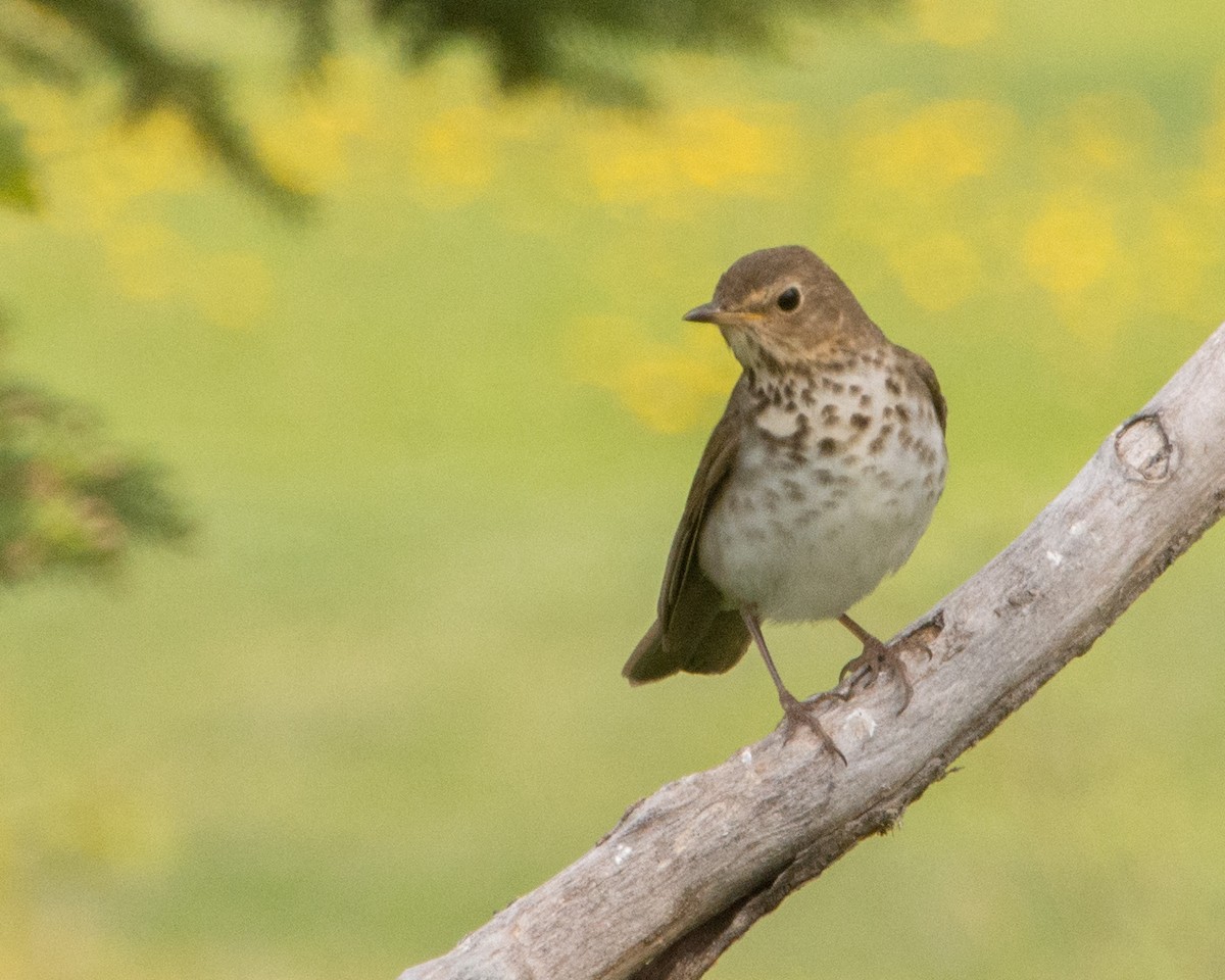 Swainson's Thrush - ML636966255