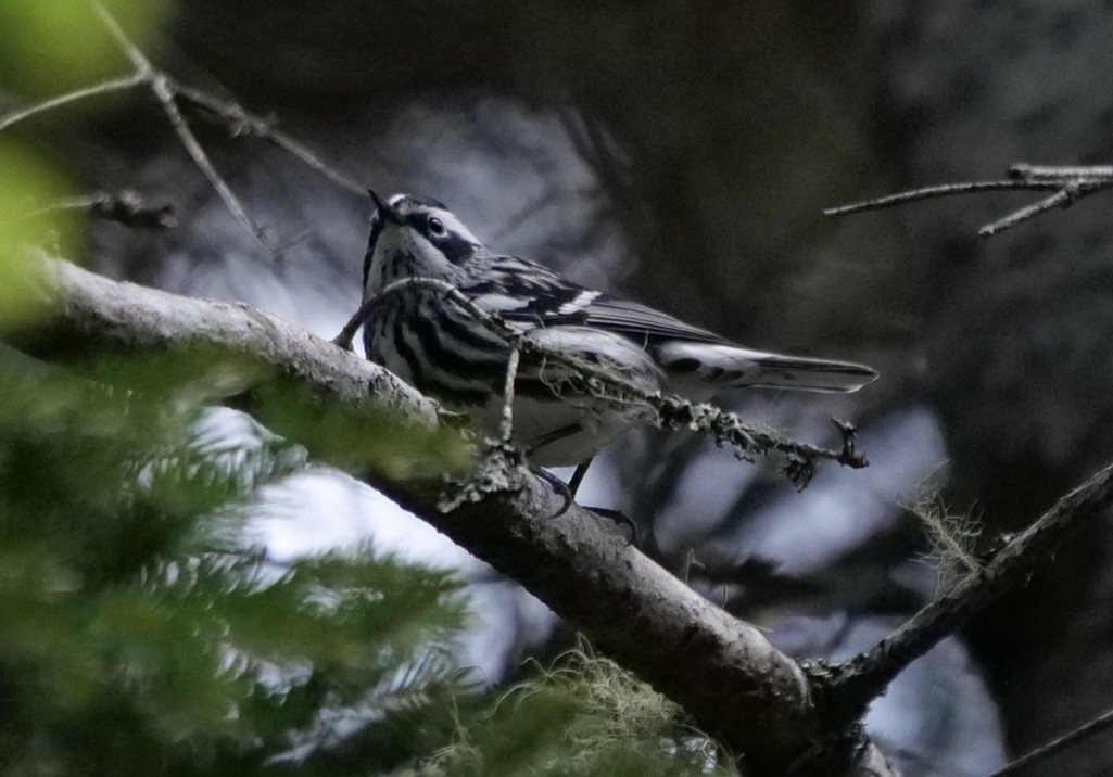 Black-and-white Warbler - ML636966257