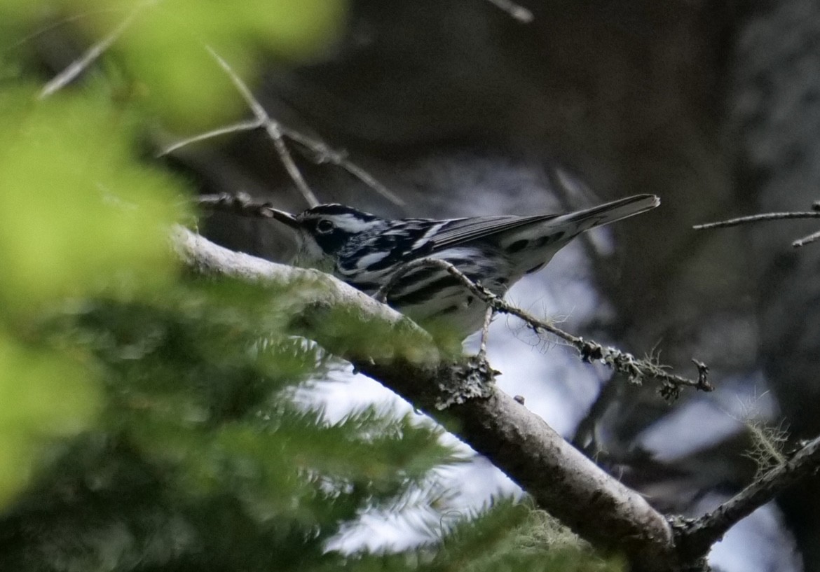 Black-and-white Warbler - ML636966258