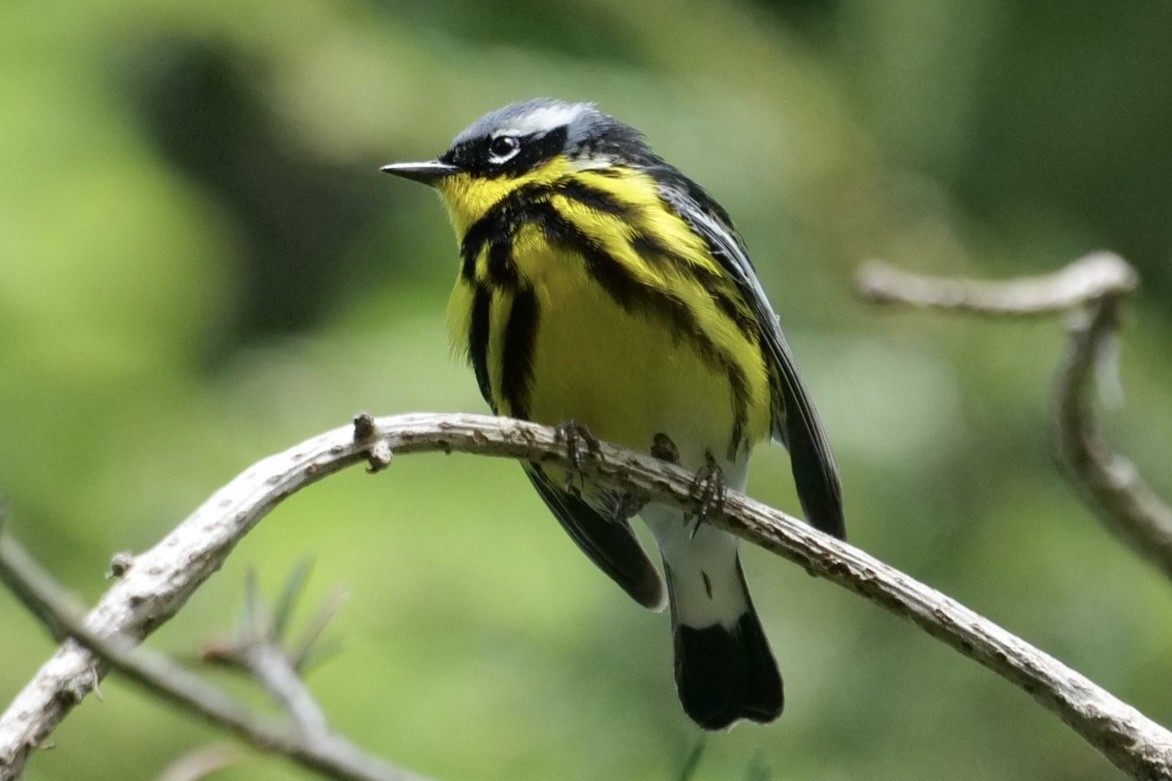 Magnolia Warbler - ML636966263