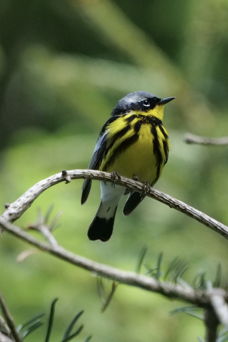 Magnolia Warbler - ML636966264
