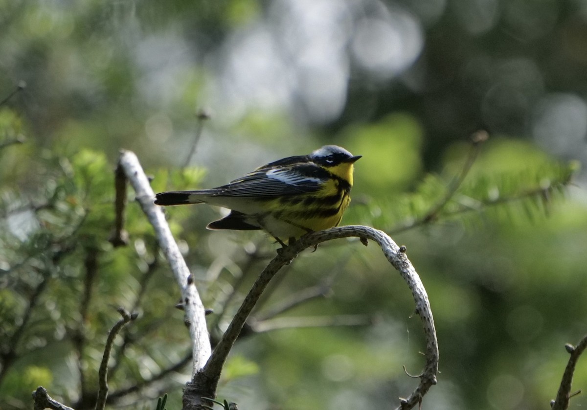 Magnolia Warbler - ML636966265