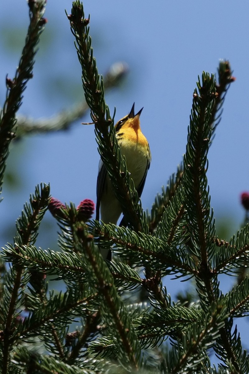 Blackburnian Warbler - ML636966278