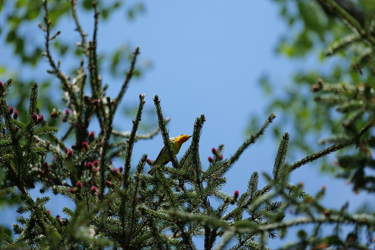 Blackburnian Warbler - ML636966279