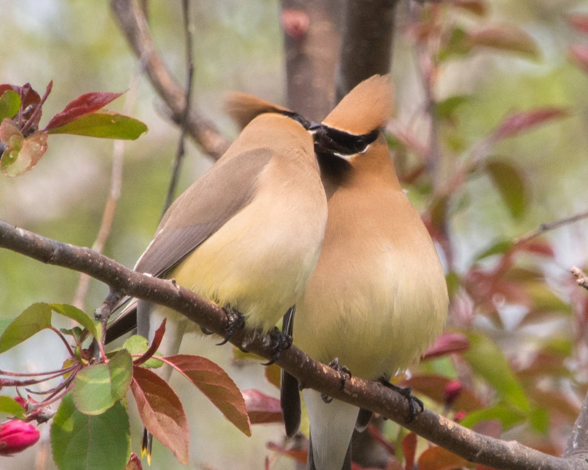 Cedar Waxwing - ML636966288