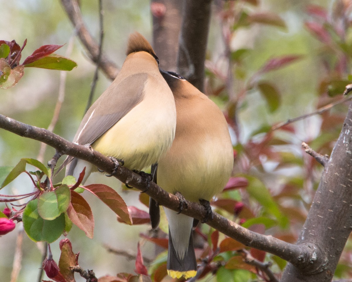 Cedar Waxwing - ML636966289